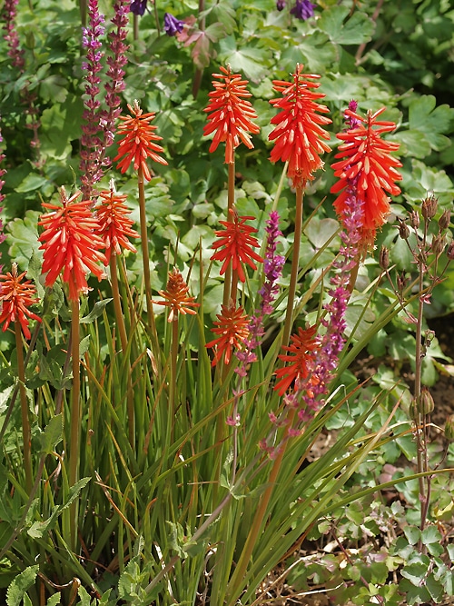 KNIPHOFIA WOL’S RED SEEDLING