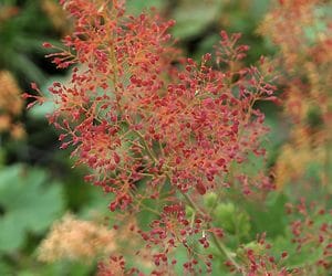 MACLEAYA ‘SPETCHLEY RUBY’