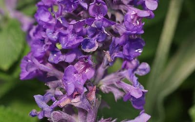 NEPETA ‘HILL GROUNDS’