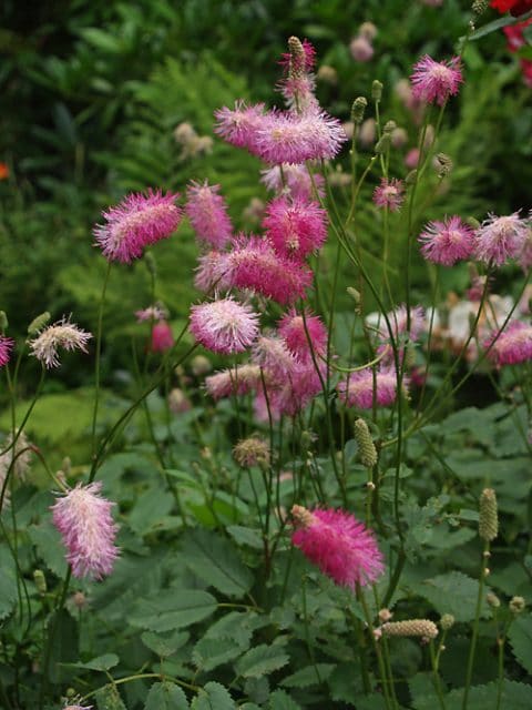 SANGUISORBA HAKUSANENSIS - Cotswold Garden Flowers