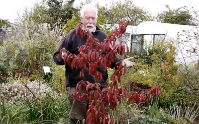 Bob talks about Euonymus ‘Red Wine’