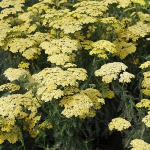 Cotswold Garden Flowers | Specialist Plant Nursery