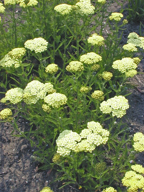 ACHILLEA MARIE ANN - Cotswold Garden Flowers