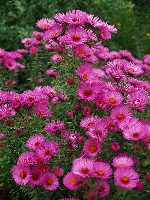 SYMPHYOTRICHUM NOVAE-ANGLIAE BOWL OF BEAUTY - Cotswold Garden Flowers