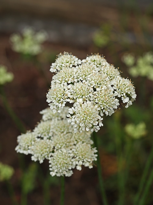 BUNIUM BULBOCASTANUM - Cotswold Garden Flowers