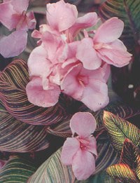 CANNA 'PINK SUNBURST' - Cotswold Garden Flowers