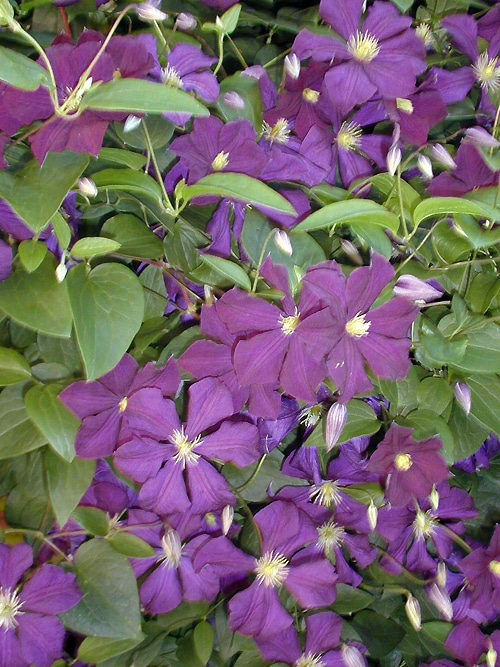 CLEMATIS VITICELLA ‘ETOILE VIOLETTE’ - Cotswold Garden Flowers