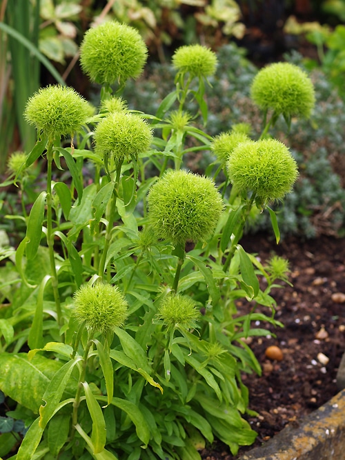 DIANTHUS BARBATUS 'GREEN TRICK' - Cotswold Garden Flowers