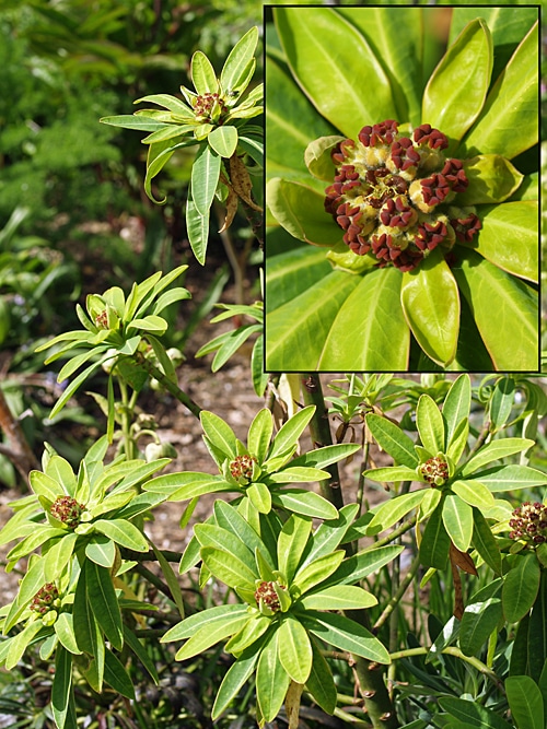 EUPHORBIA STYGIANA subsp.SANTAMARIAE