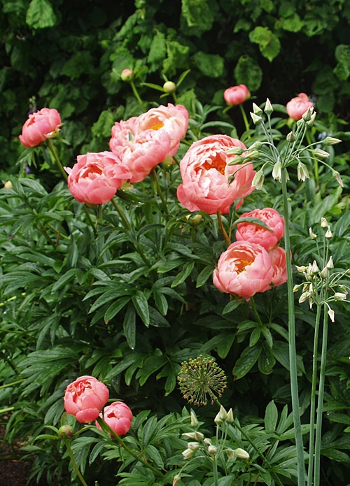 PAEONIA 'CORAL CHARM' - Cotswold Garden Flowers
