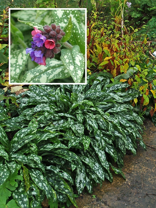 PULMONARIA LONGIFOLIA 'ANKUM' - Cotswold Garden Flowers
