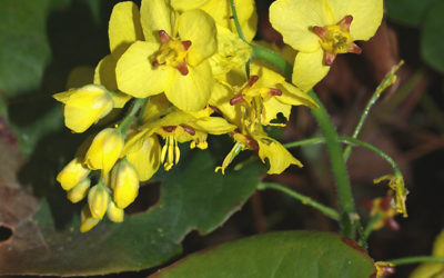 EPIMEDIUM PINNATUM subsp.COLCHICUM