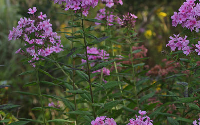 PHLOX x ARENDSII ‘AUTUMN’S PINK EXPLOSION’